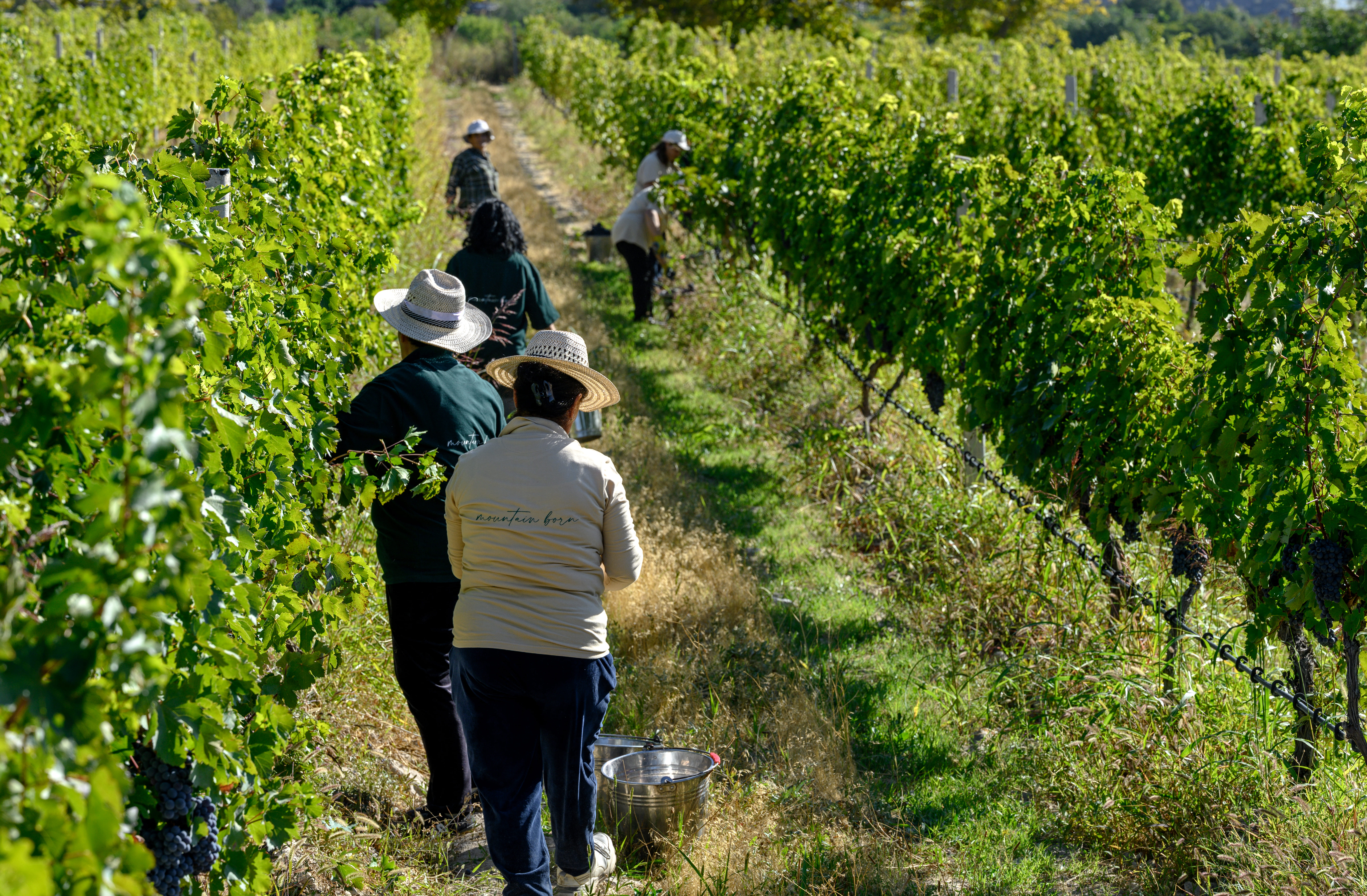 Wine & Identity. Old World, New World & Beyond