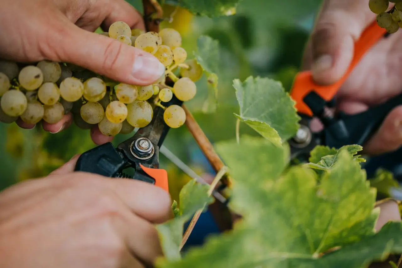 Sauvignon Selection contest thumbnail